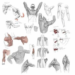 Pin by Roxy Roller on anatomy Arm anatomy, Anatomy art, Char