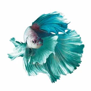 pregnant betta fish Betta, Binatang, Hewan