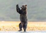 Смешные картинки с медведями (95 фото) 🔥 Прикольные картинки