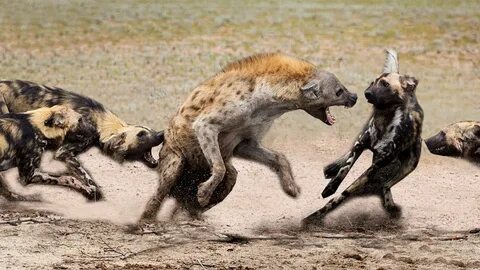 Wild-Dogs VS Hyena African Wild Dogs the Most Successful Hun