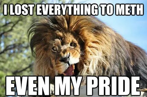Funny lion Memes