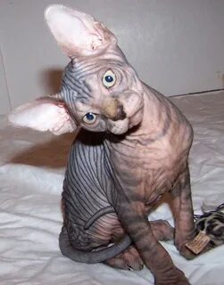 Sphynx Kittens For Sale Dallas Texas