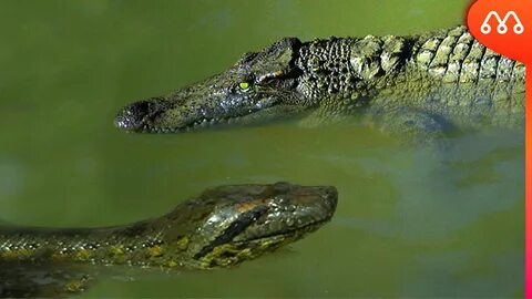 SUCURI vs JACARÉ: QUEM VENCE ESSA BATALHA? Anaconda vs Allig