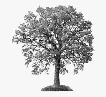 Save Our Ash Trees - Tree With White Background, HD Png Down