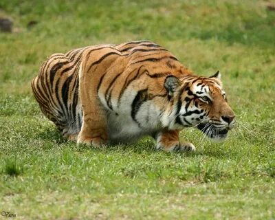 Tiger hunting Cat anatomy, Fierce animals, Wild cat species