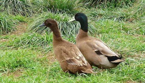 Khaki Campbell Duck Breed Information - Farmer