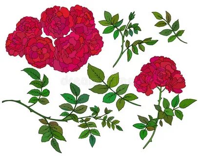 Vector Collection of Hand Drawn Red Bush Roses Stock Vector 