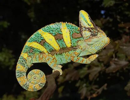 Category:Chameleons Wild Kratts Wiki Fandom