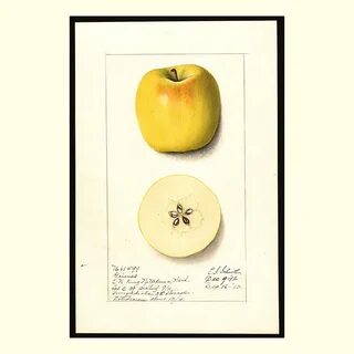 old fruit pictures в Твиттере: "grimes apples, painted by el