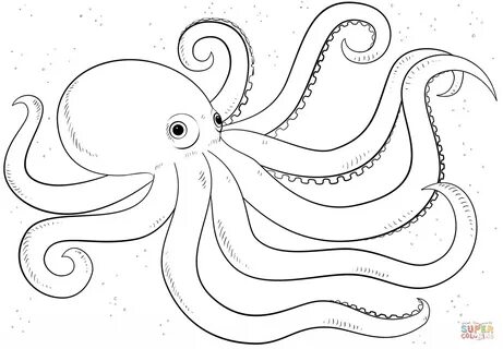 octopus - Google Search Octopus drawing, Octopus coloring pa