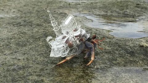 This Hermit Crab Has A Glass Cathedral For A Shell