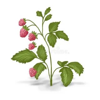 Raspberry on grass stock illustration. Illustration of fruit