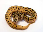 Spider Pastel Ball Python Related Keywords & Suggestions - S