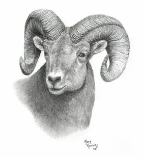 Ram Animal Drawing Sheep drawing, Animal drawings, Sheep tat