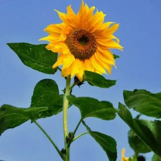 Sunflower- Giant Single seeds The Seed Collection