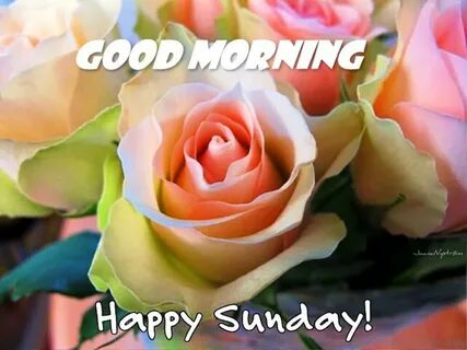 249+ Latest Good Morning Happy Sunday Hd Images With Wishes 