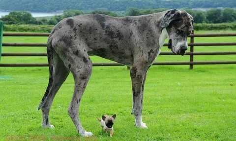 Top 5 Tallest species of the dogs that exists in the world