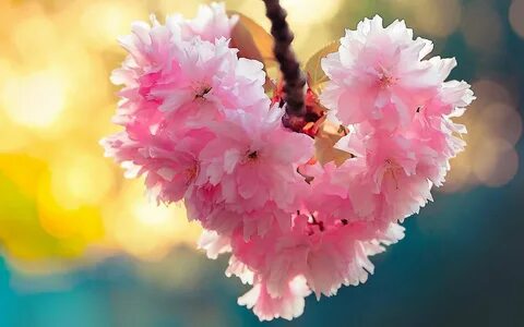 flowers-heart-bloom-spring-love-nature-image of nature Natur