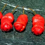 Bonsai 50pcs Penis Hot Pepper Chili Organic Vegetable Planti