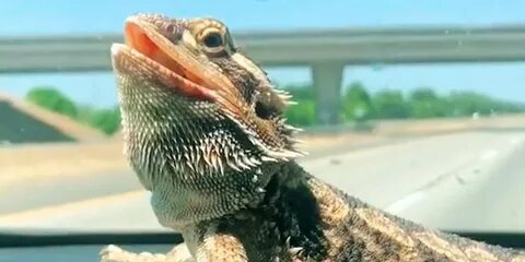 Bearded Dragon Comes Running When His Mom Calls Him - Videos