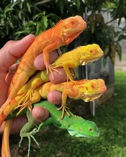 These multi-colored iguanas look like a starter pack of baby