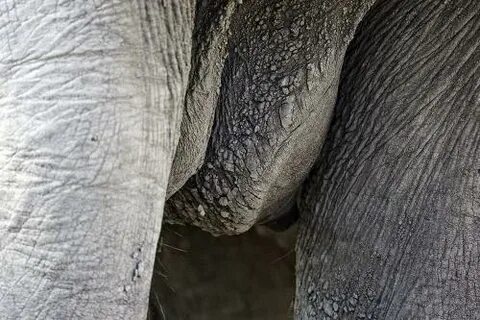 Elephants Have Fabulous Tits Nathan Myhrvold Official Site