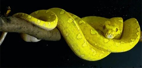 Як розшифрувати сон про жовту змію - 40 значень Сонник