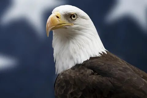 Bald Eagle Facts: Diet, Wingspan, Nests