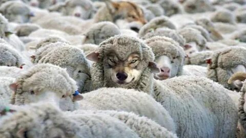 How to Detect a Wolf in Sheep's Clothing Funny animal memes,