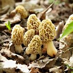 Going on a Morel Mushroom Hunt? Here's How to Improve Your O