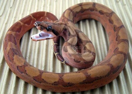 Hypo Red Tail Boa Related Keywords & Suggestions - Hypo Red 