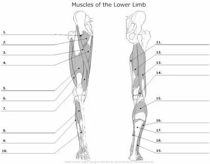 Leg Bones Diagram Unlabeled : Human Bones / Key.' carotid ca