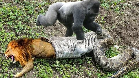 Lion Mistakes When Challenged Python - Gorilla Save Deer Fro