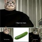 Haha cats scared of cucumbers haha /r/ComedyCemetery Comedy 