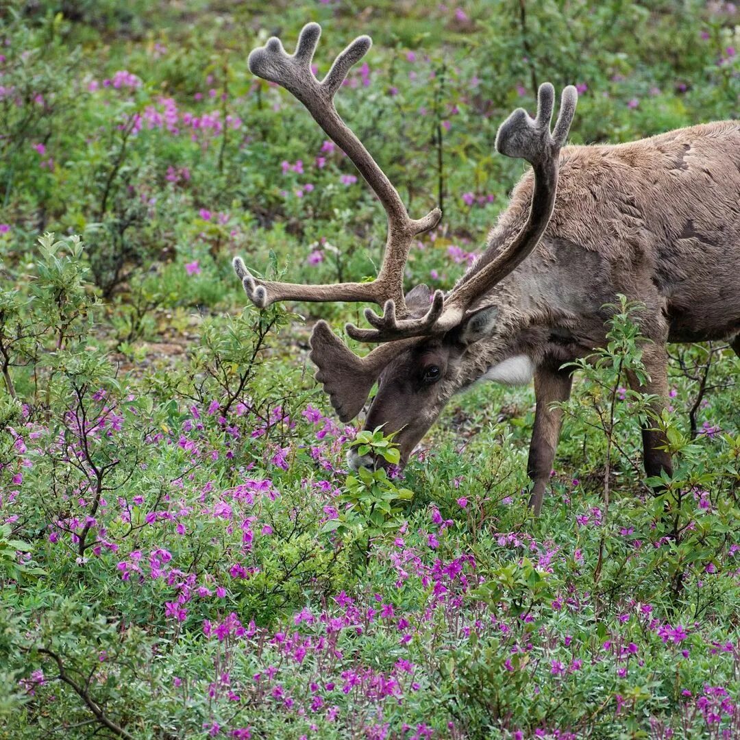 Denali National Park Ð² Instagram: "Tag your 'bou or your galentin...