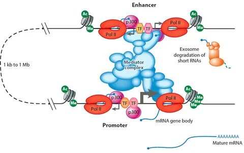 Gene Regulation בטוויטר: "Evaluating enhancer function and t