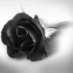 Белые розы на сером фоне (204 фото) " ФОНОВАЯ ГАЛЕРЕЯ КАТЕРИ