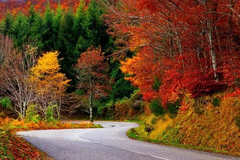 Скачать обои дорога, осень, лес, листья, деревья, природа, c