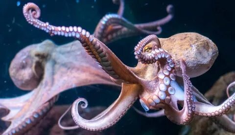 Aquarium Cancels Octopus 'Date' For The Creepiest Reason Pos