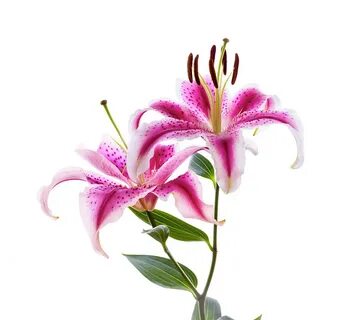 Close-up Of Stargazer Lily Photograph by Panoramic Images Pi