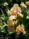 PlantFiles Pictures: Tall Bearded iris 'Polish Princess' (Ir