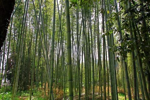 Free Images : japan, bamboo, tree, vegetation, natural envir