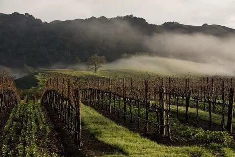 Wine Country Destination Sonoma County Photograph by George 