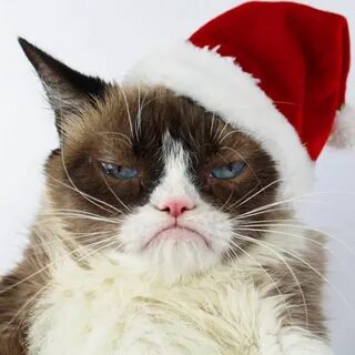 Timeline Photos - The Official Grumpy Cat Grumpy cat christm