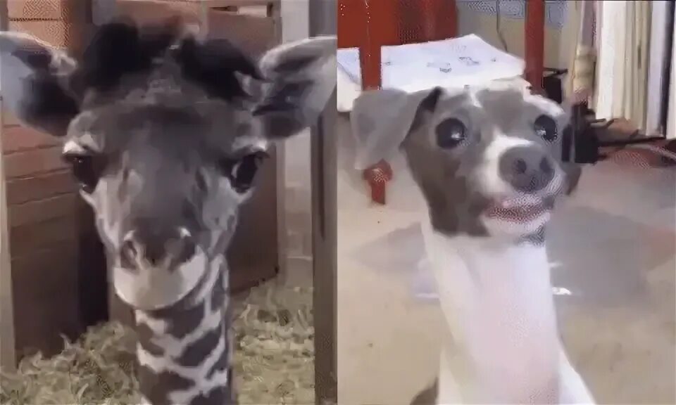 Doggo saw giraffe GIF on GIFER - by Darkshaper