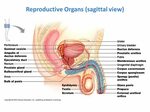 Male Reproductive System Biology Introduction 1. Primary sex