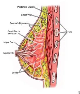 The are, effectively, modified sweat glands that develop on the ‘...