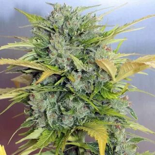 Auto AK-47 Auto Flower Cannabis Seeds by Serious Seeds - Buy