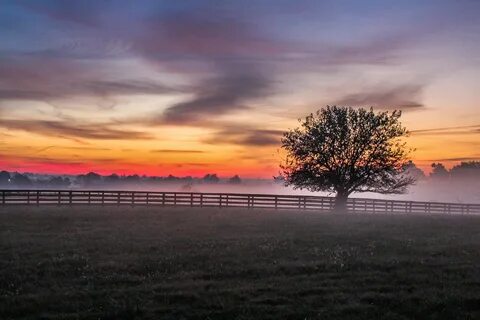 Sunset, fog, meadow, foggy HD wallpaper Wallpaper Flare