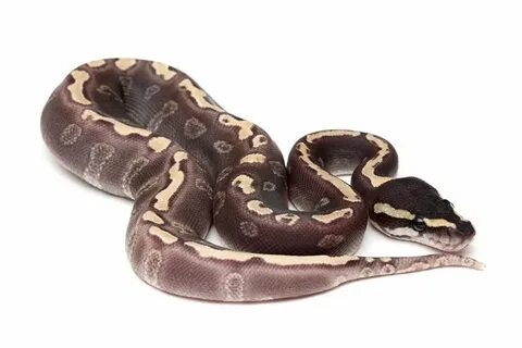 Enchi Mojave GHI Brock Wagner Pretty snakes, Snake lovers, B